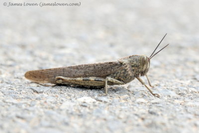 Egyptian Grasshopper