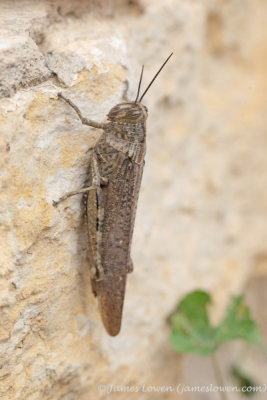 Egyptian Grasshopper