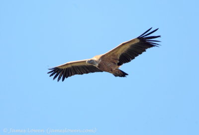 Griffon Vulture