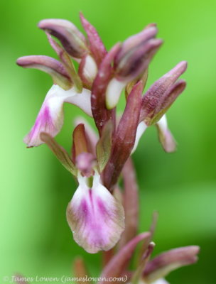 Hill Orchid