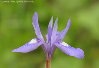 Iris sp tbc