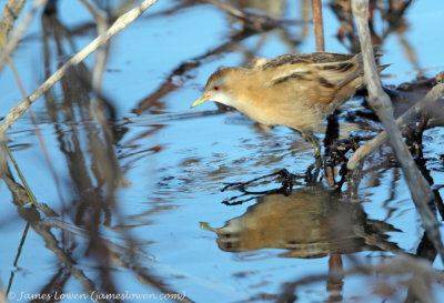 Little Crake