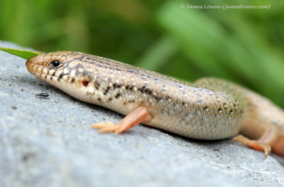 Ocellated Skink