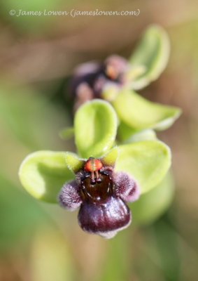 Ophrys bombyliflora