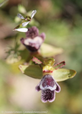 Ophrys fleischmanni