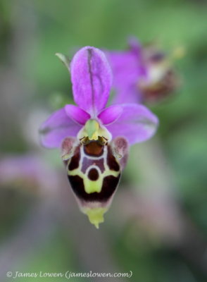 Ophrys heldreichii