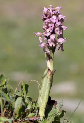 Ophrys lactea