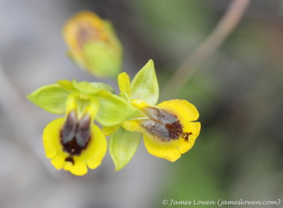 Ophrys sicula?