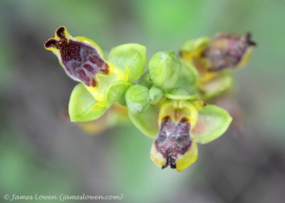Ophrys phrygane?