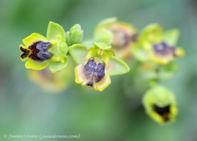 Ophrys sicula?