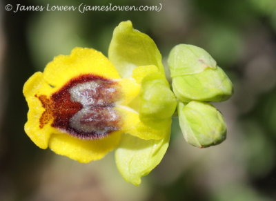 Ophrys sicula?