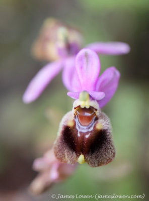 Ophrys villosa?