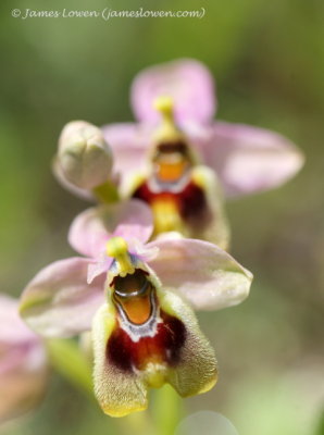 Ophrys villosa