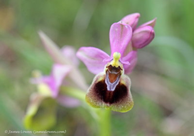 Ophrys villosa