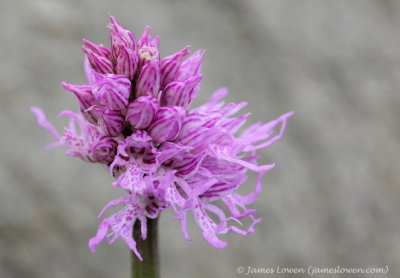 Orchis italica