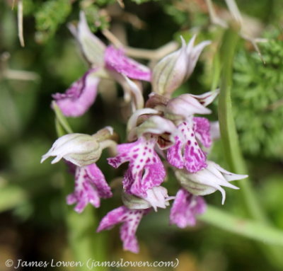 Orchis lactea