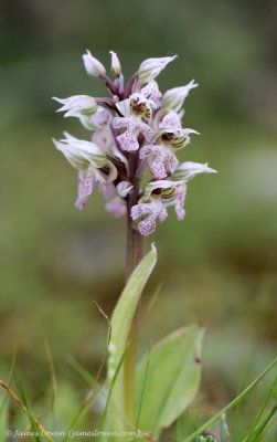 Orchis lactea