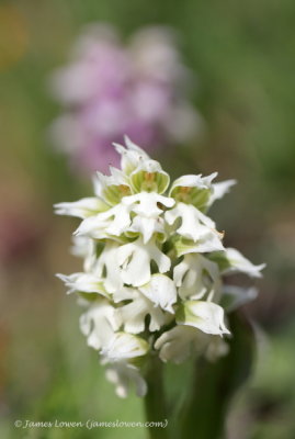 Orchis lactea