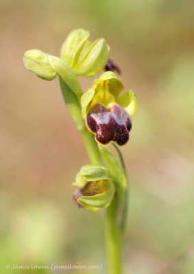 Ophrys tbc