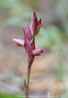Tongue Orchid