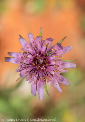 Salsify