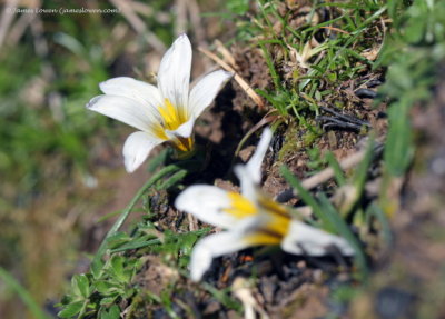 Sand Crocus