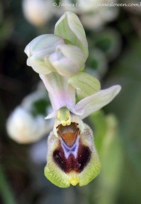 Sawfly Orchid sp