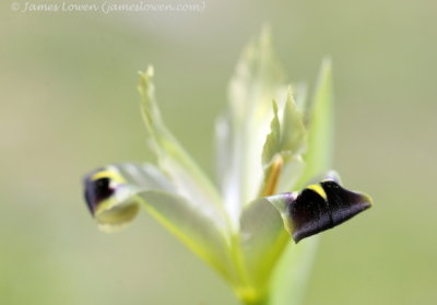 Snake's head Iris