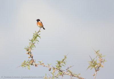 Stonechat