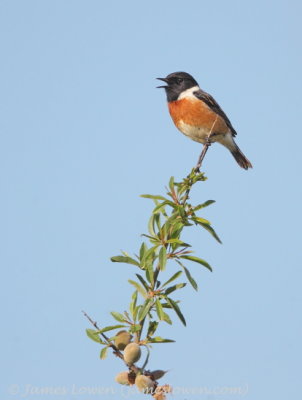 Stonechat