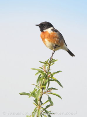 Stonechat