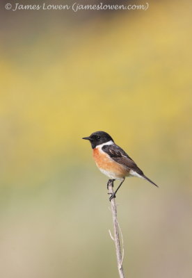 Stonechat