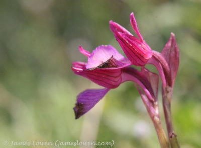 Tongue Orchid sp