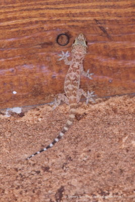 Turkish Gecko