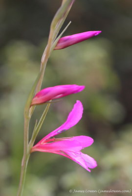 Wild Gladiolus