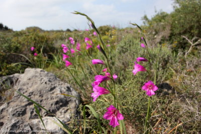 Wild Gladiolus