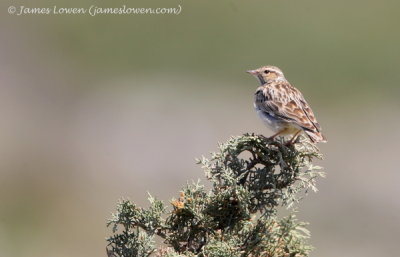 Wood Lark