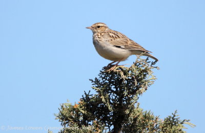 Wood Lark