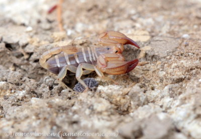 Scorpion sp