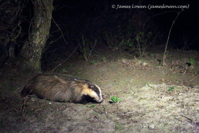 European Badger