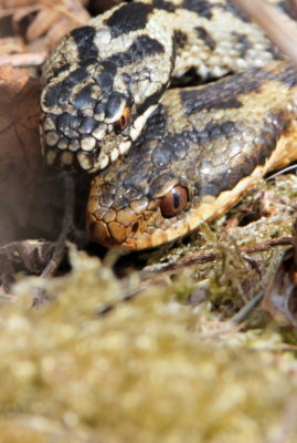 Mating adders