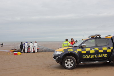 Sperm Whale_Old Hunstanton_05-02-16__LOW4806.JPG