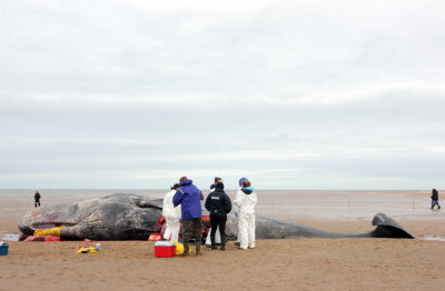 Sperm Whale_Old Hunstanton_05-02-16__LOW4810.JPG