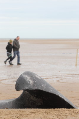 Sperm Whale_Old Hunstanton_05-02-16__LOW4823.JPG