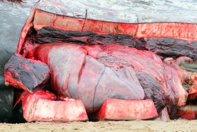 Sperm Whale_Old Hunstanton_05-02-16__LOW4834.JPG