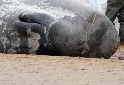 Sperm Whale_Old Hunstanton_05-02-16__LOW4906.JPG
