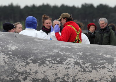 Sperm Whale_Old Hunstanton_05-02-16__LOW4924.JPG