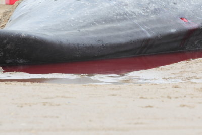 Sperm Whale_Old Hunstanton_05-02-16__LOW5035.JPG