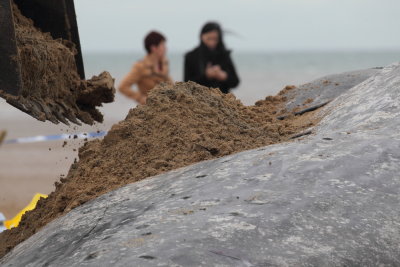 Sperm Whale_Old Hunstanton_05-02-16__LOW5042.JPG