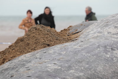 Sperm Whale_Old Hunstanton_05-02-16__LOW5050.JPG